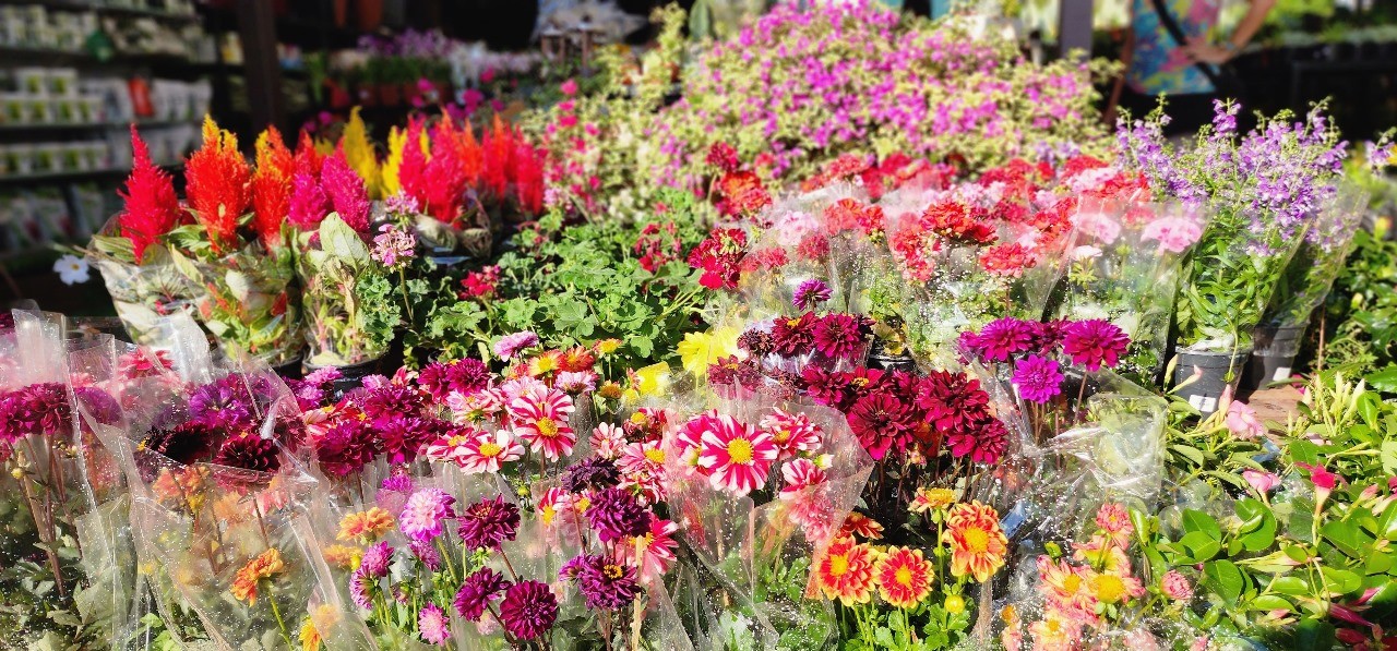 Dia das Mães: comércio de flores da Ceagesp Bauru atende em horário especial neste fim de semana; confira