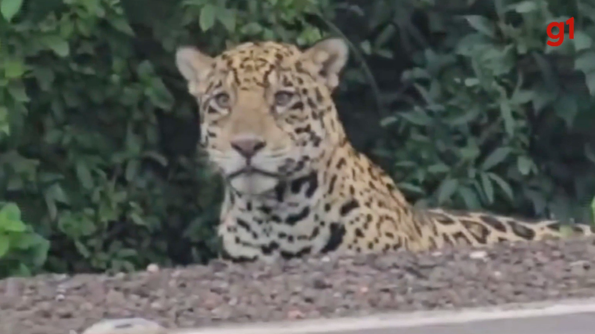 Onça-pintada é flagrada em acostamento de estrada de MS