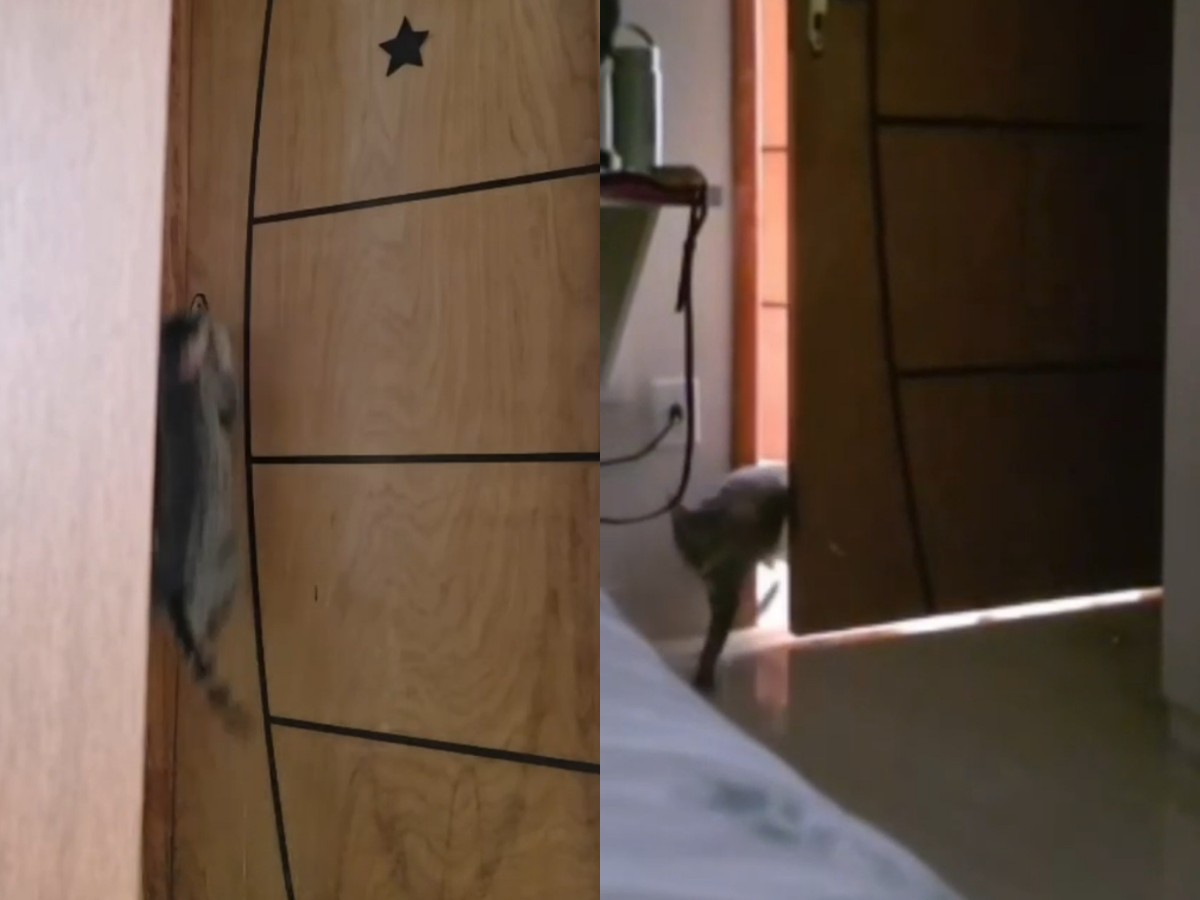 Câmera de segurança flagra momento em que gato abre maçaneta e entra em quarto sozinho em RO