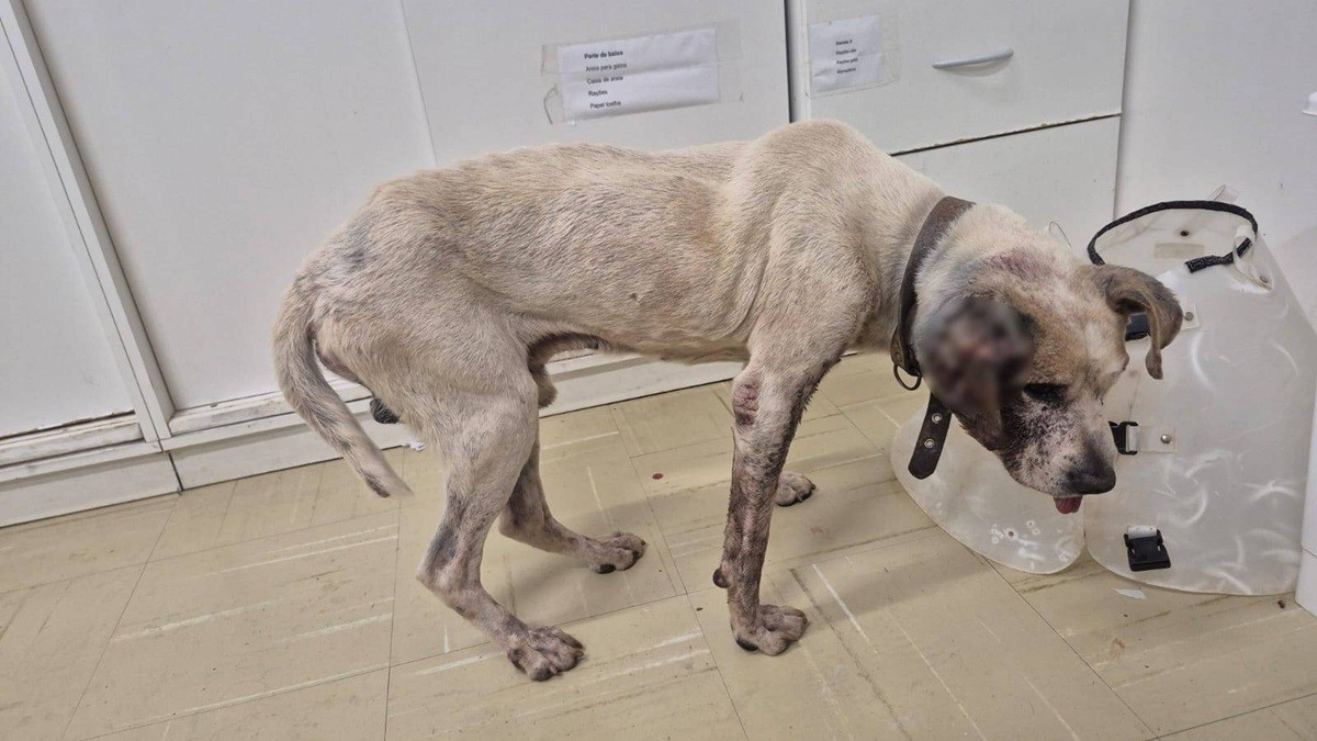 Cão é encontrado desnutrido e com feridas infestadas por larvas; tutor é preso por maus-tratos em Blumenau