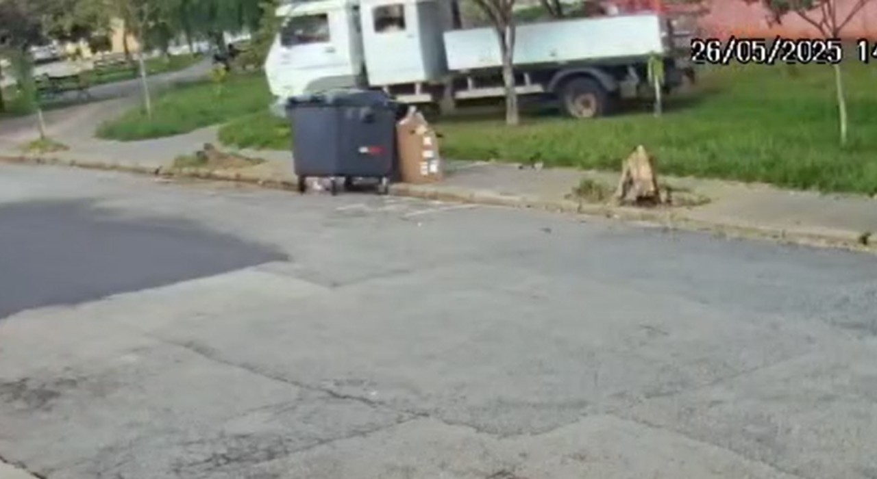 'Amo árvores', diz morador que fez reclamação sobre caminhão da prefeitura que derrubou palmeira plantada por ele em Sorocaba; vídeo