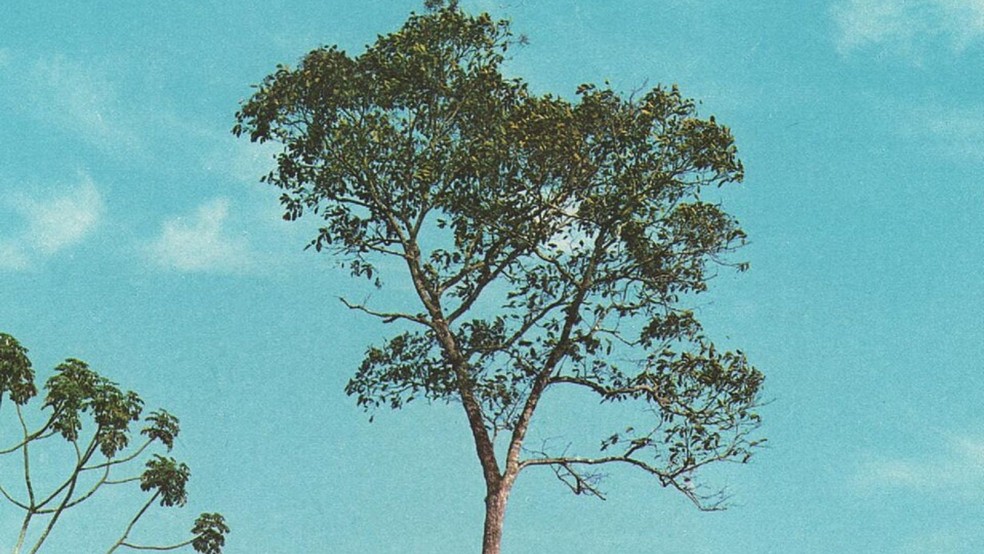 Ipê pode chegar a 35 metros e produz flores brancas tubulares. — Foto: Reprodução