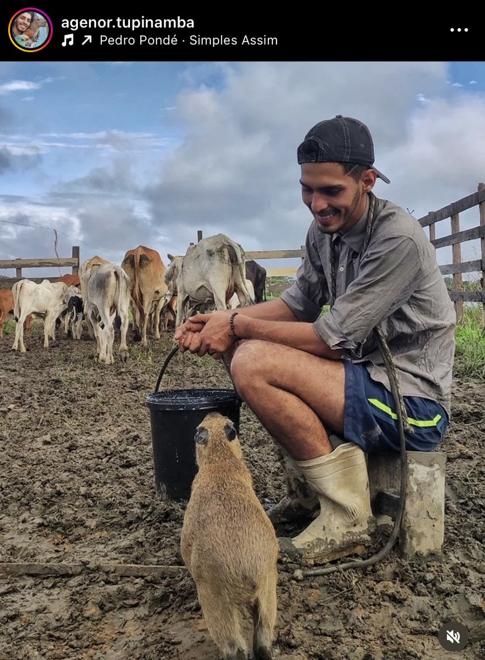 Amizade entre fazendeiro e capivara viraliza nas redes sociais; veja vídeo