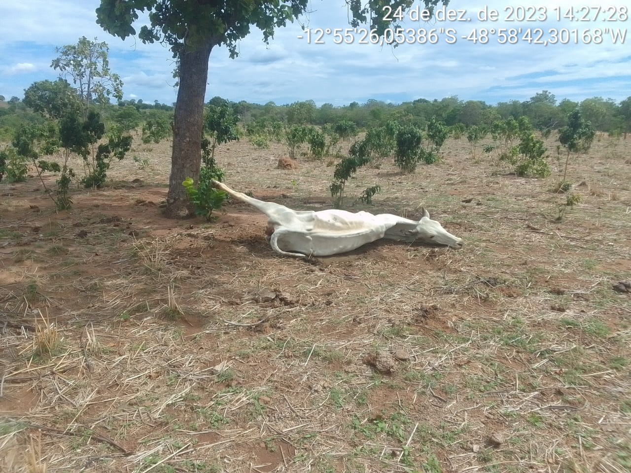 Tocantins decreta situação de emergência após estiagem matar gado e comprometer plantações