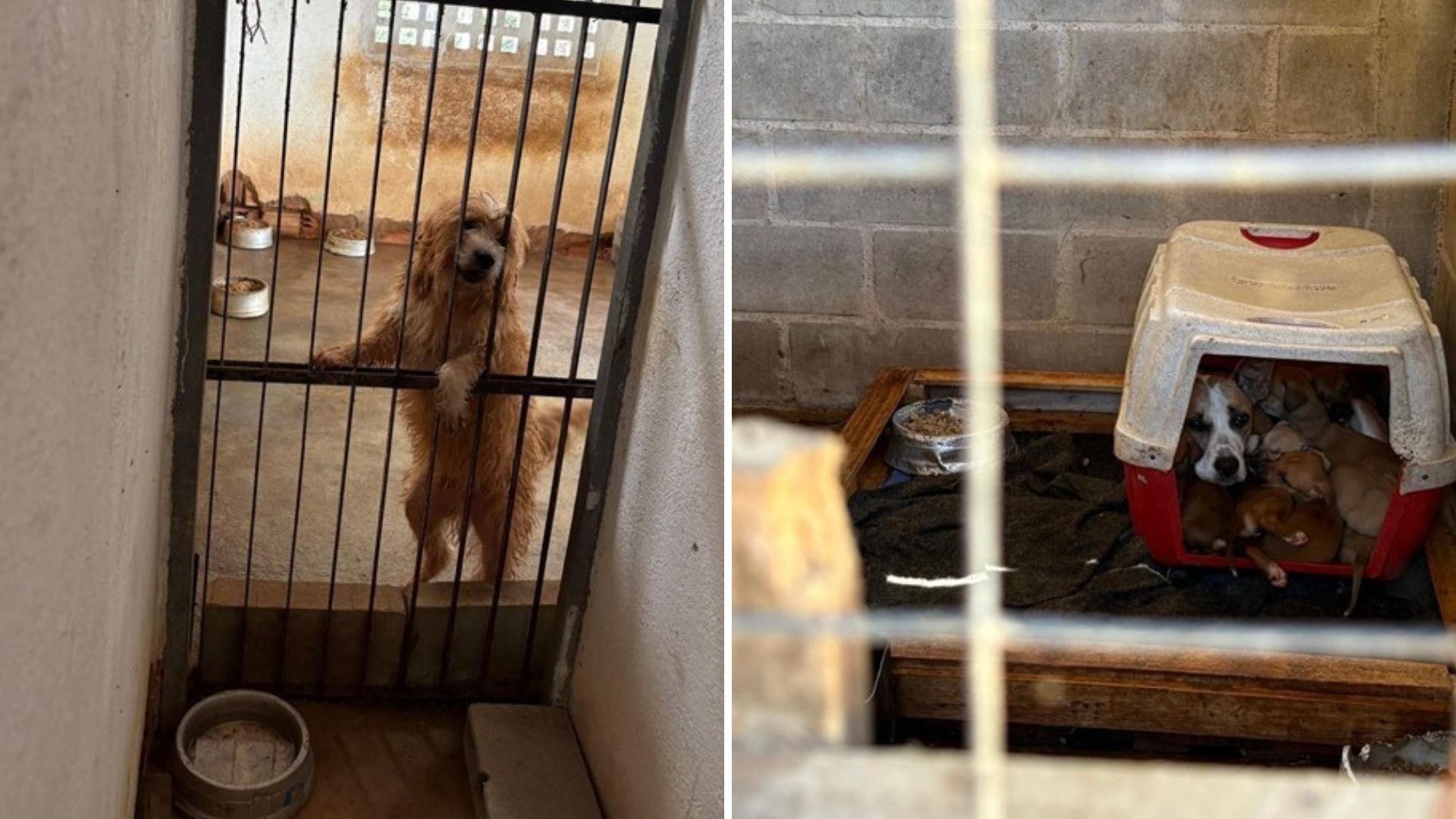 Cachorros são encontrados em meio a ratos e dejetos em canil municipal lotado e sem ventilação no ES