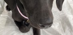 'Caminhada do Amicão' reúne famílias e animais de estimação em Vassouras; veja fotos — Foto: Divulgação/TV Rio Sul