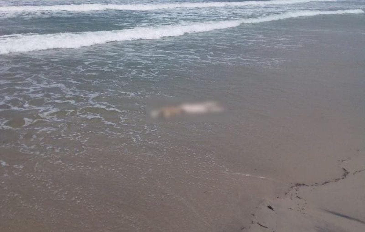 Corpo é encontrado em praia de Itapoá | Santa Catarina | G1
