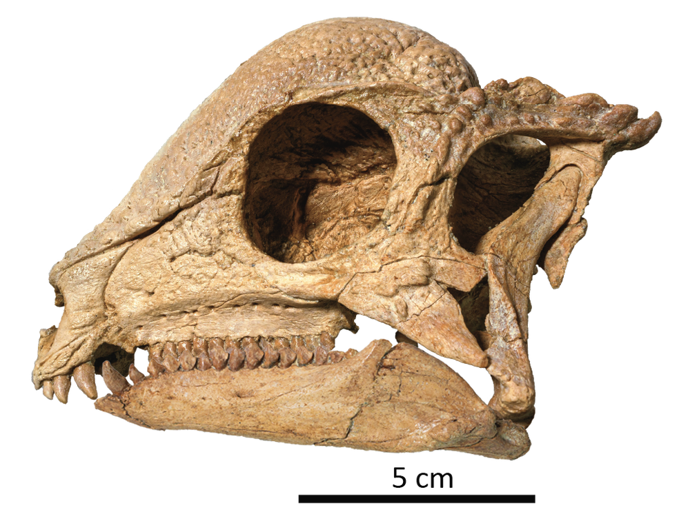 Fóssil do crânio do Zavacephale rinpoche, dinossauro de 115 milhões de anos achado na Mongólia. — Foto: North Carolina Museum of Natural Sciences