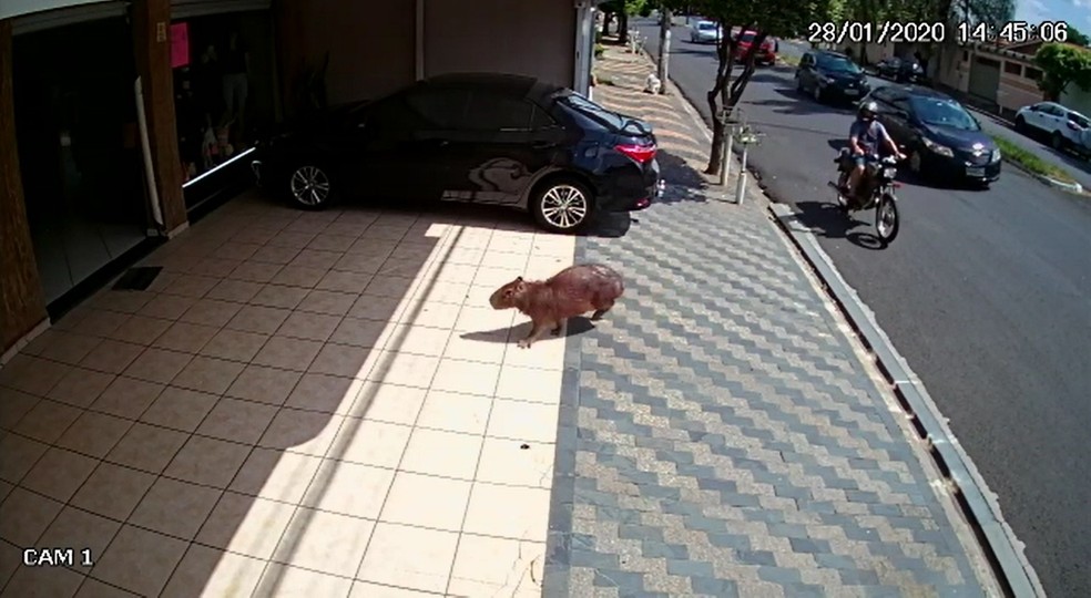 Imagem ilustrativa sobre Capivara 'invade' shopping em Curitiba e vira febre nas redes; vídeos ainda não confirmados