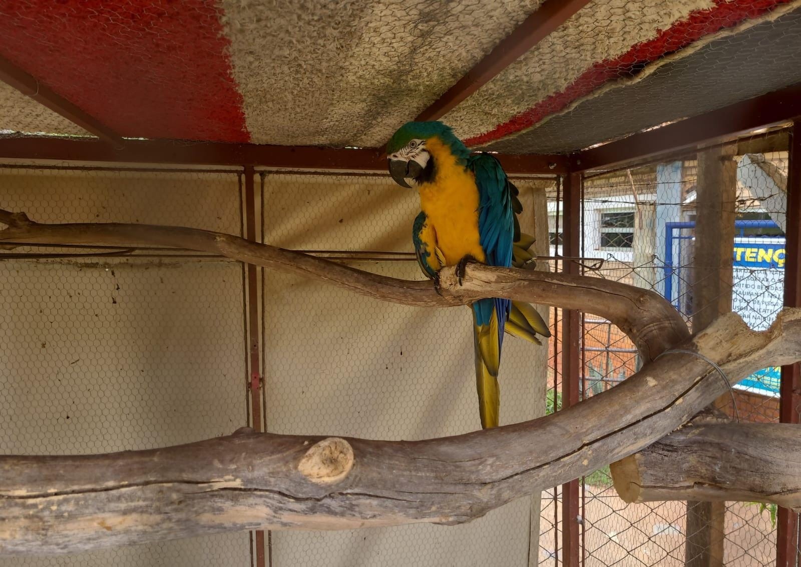 Médico veterinário é multado em R$ 21 mil suspeito de manter em cativeiro araras e aves exóticas em Coroados