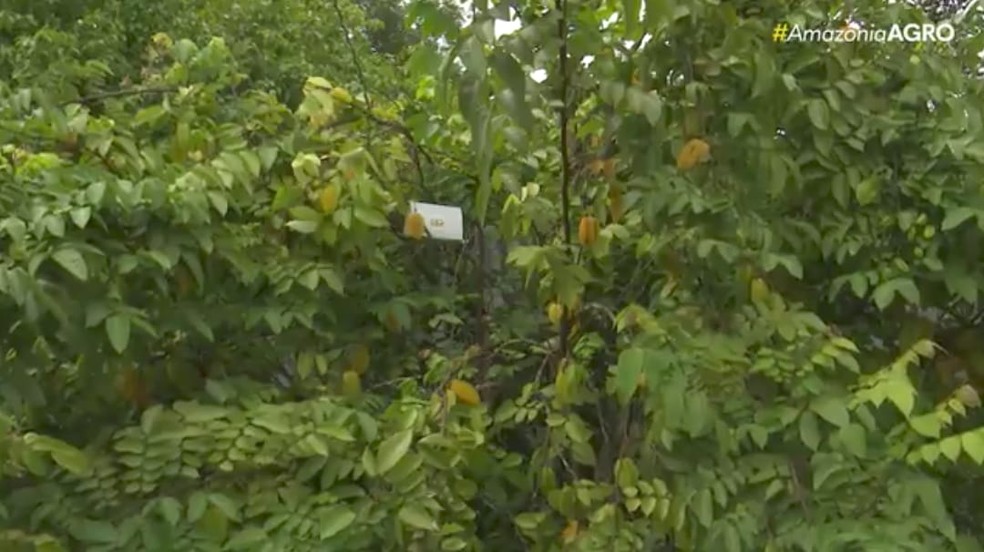 Armadilha é formada por uma estrutura triangular de casinha e na base tem um adesivo composto por uma cola onde o inseto é capturado — Foto: Reprodução/Rede Amazônica Acre