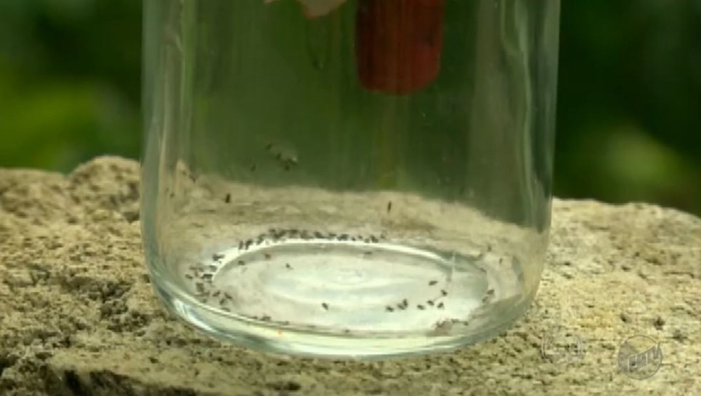 Mosquito que transmite o v&iacute;rus oropouche &eacute; conhecido como maruim ou p&oacute;lvora e mede 2 mil&iacute;metros &mdash; Foto: Reprodu&ccedil;&atilde;o/EPTV