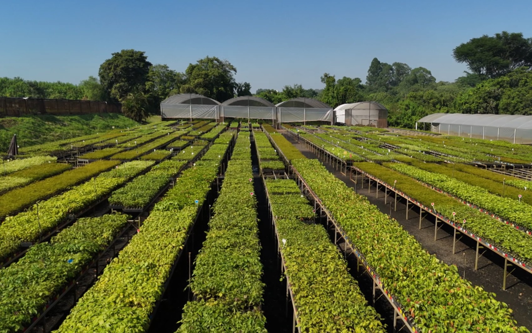 'Fábrica de árvores' no interior de SP tem meta de restaurar 1 milhão de hectares em 15 anos; conheça