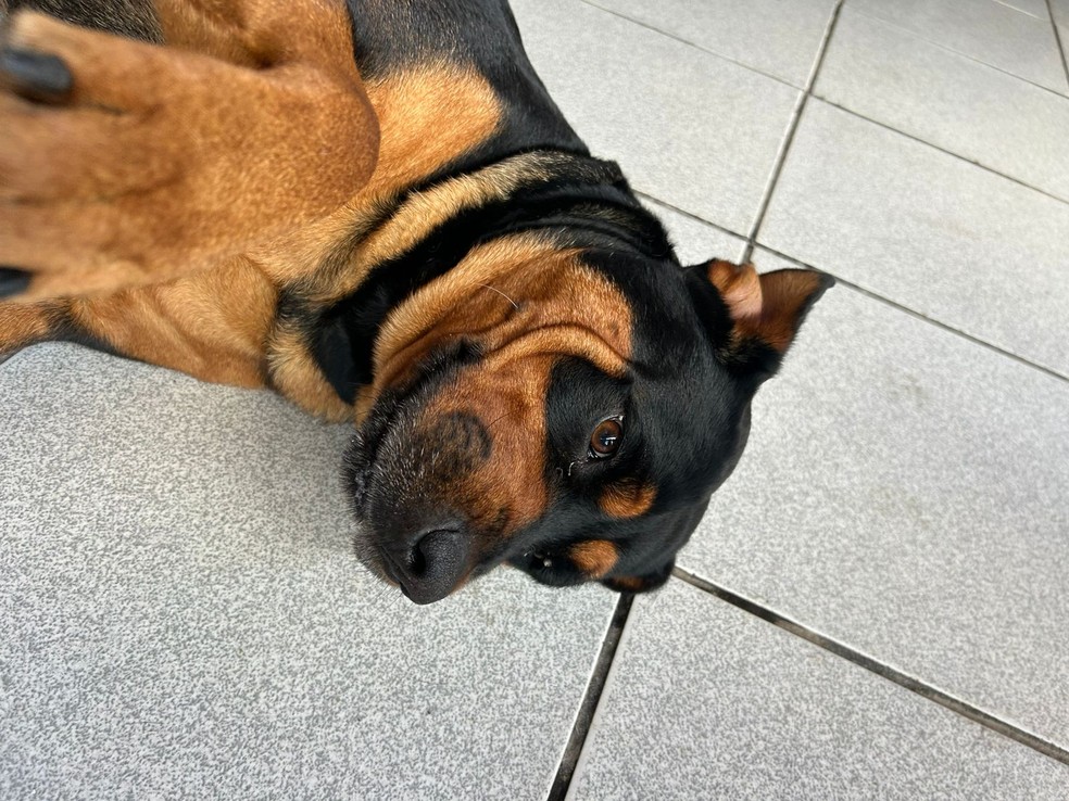 Gabriel é o tutor da Pandora — Foto: Arquivo pessoal