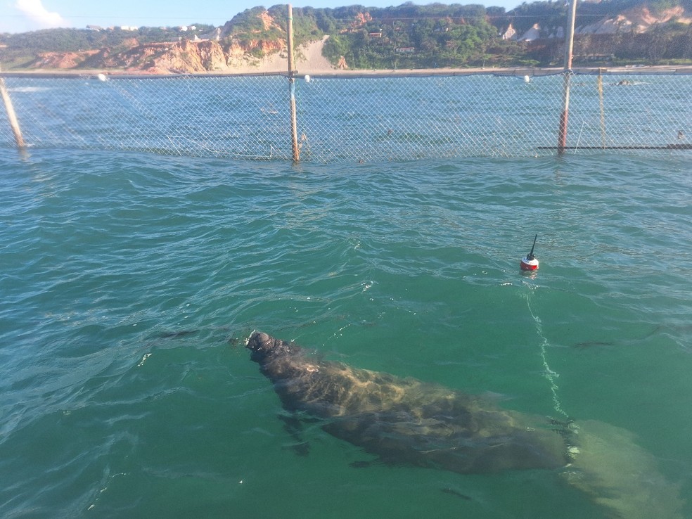 Batizada de Flor, fêmea de peixe-boi encontrada morta no Rio Grande do Norte havia sido reabilitada no Ceará — Foto: Acervo Aquasis