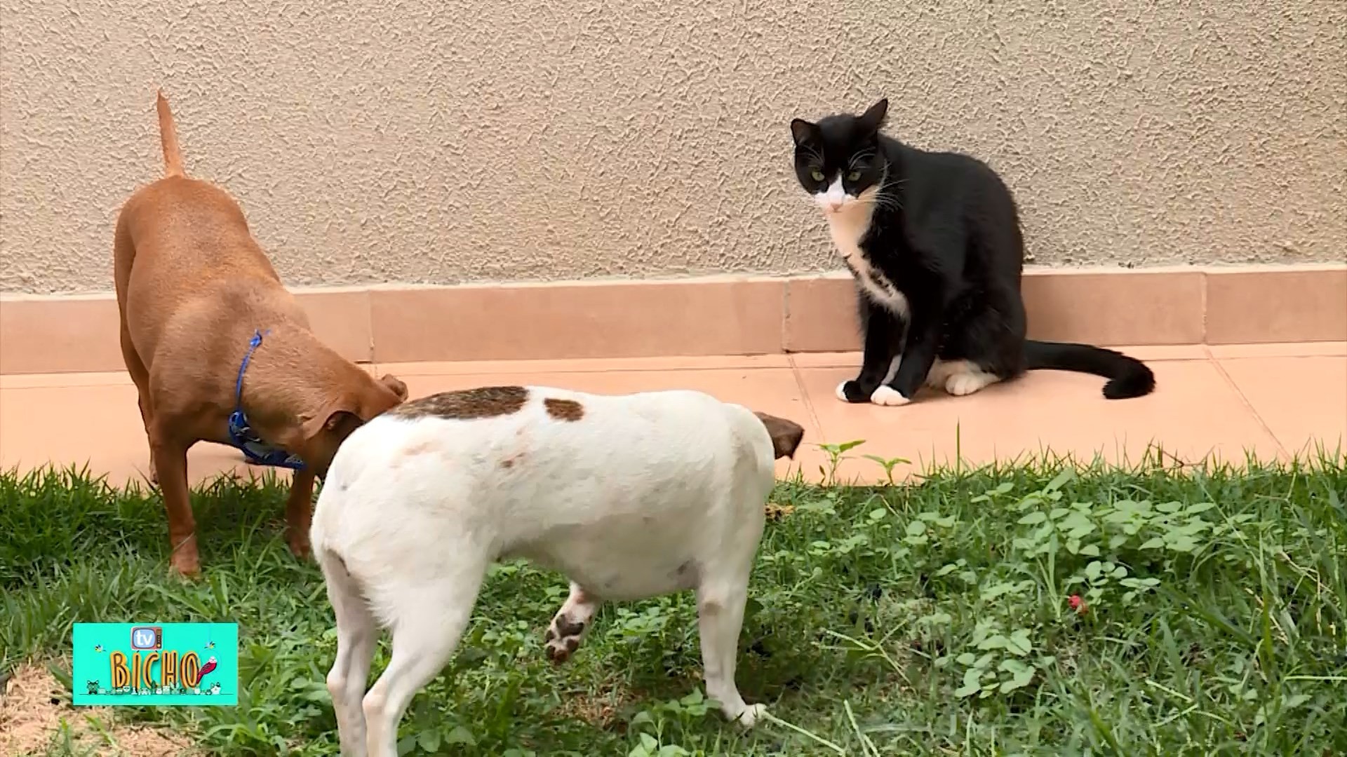 Veja como se inscrever para castração gratuita de cães e gatos em Uberaba