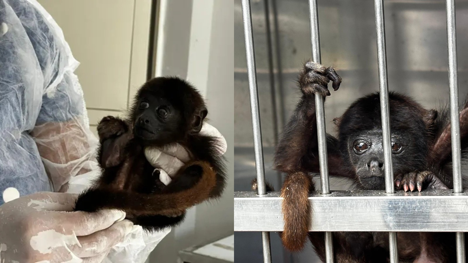 Filhote de macaco bugio é encontrado sozinho por agricultor e acolhido por centro animal no PI