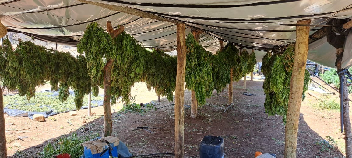 Sete homens são presos suspeitos de liderar laboratório de maconha que podia produzir quatro toneladas da droga na Bahia