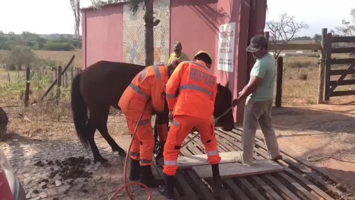 BOMBEIROS DE BARBACENA RESGATAM CAVALO PRESO EM MATA-BURRO, EM BARROSO