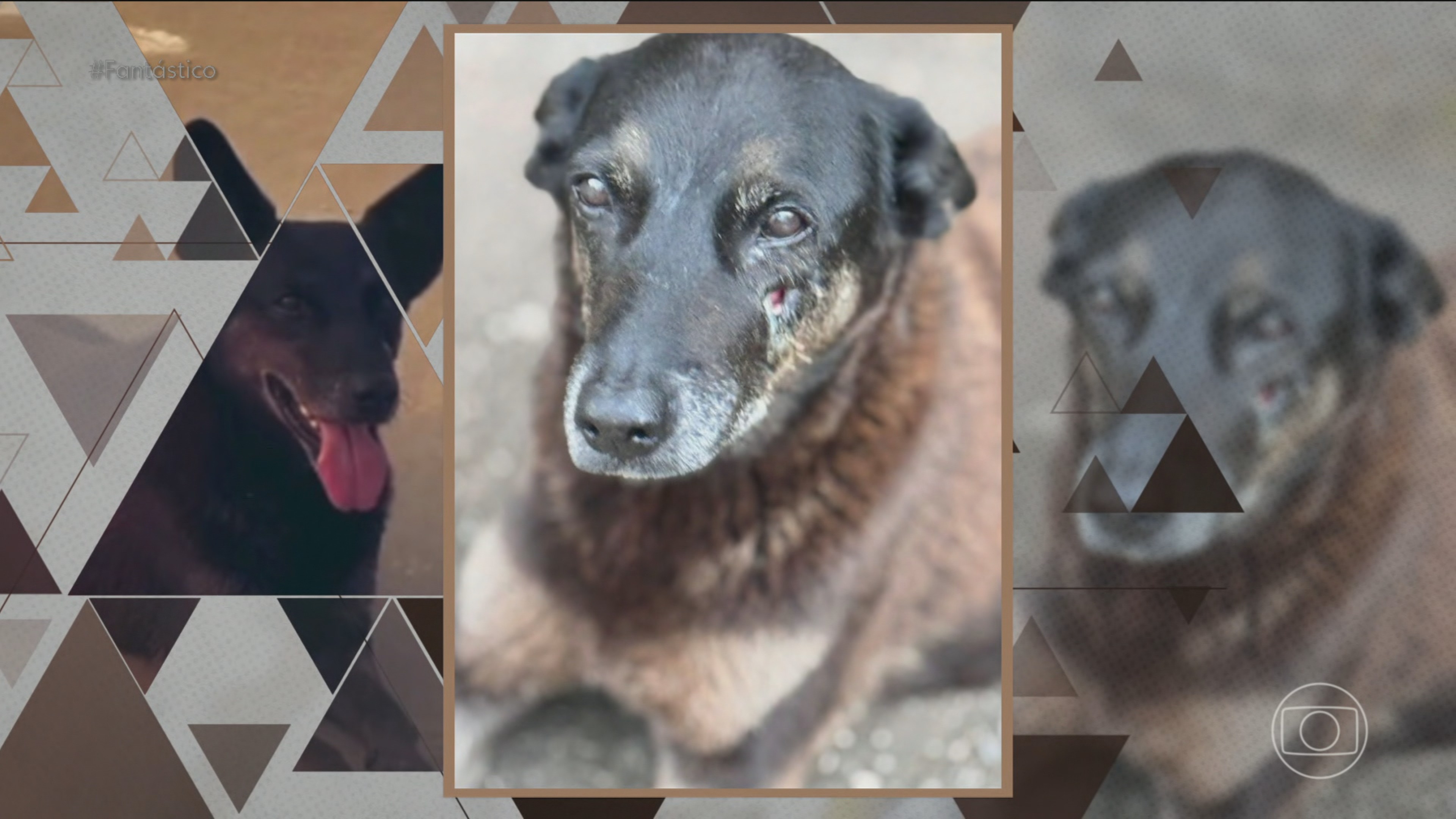 Caso Orelha: ‘Se eu tivesse visto batendo no cachorro, eu diria’, diz porteiro