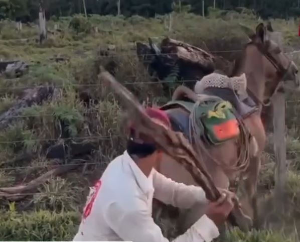 Após denúncia, dupla é multada em R$ 6 mil por maltratar cavalo amarrado em cerca no Acre