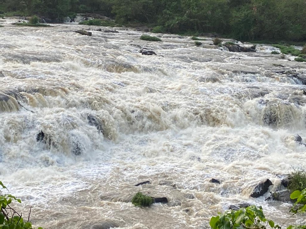 Capivaras são vistas com frequência no entorno da orla do Rio Piracicaba