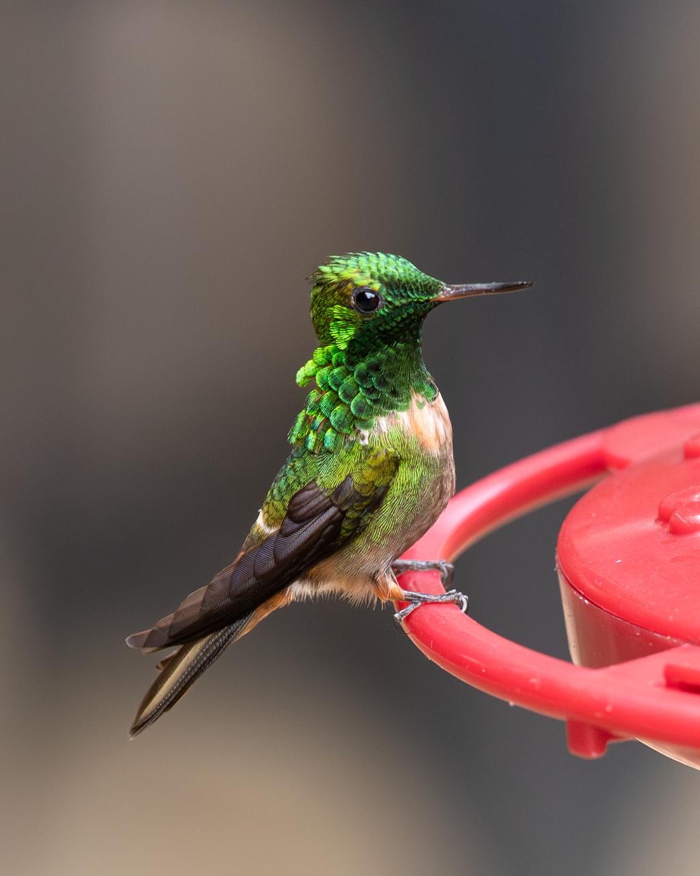 Entre o verde e o vermelho: possível híbrido de topetinho é flagrado na Mata Atlântica