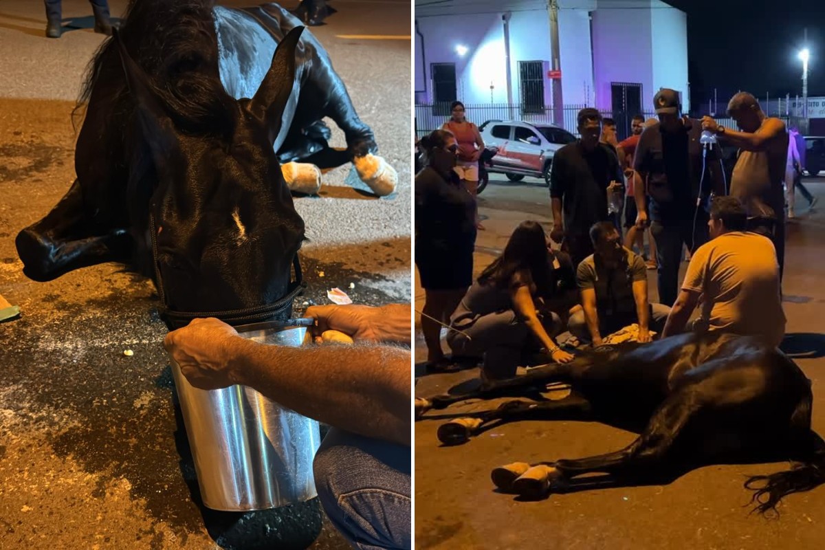 VÍDEO: cavalo desidratado e debilitado é resgatado em avenida de Limeira e polícia investiga maus-tratos