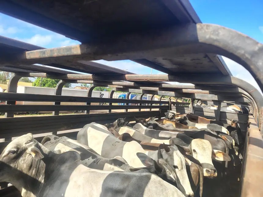 Quase 150 toneladas de soja e 75 cabeças de gado são apreendidas no Pará