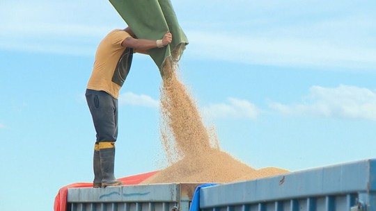 Governo anula leilão de arroz importado após suspeitas de fraude - Foto: (GloboNews/Reprodução)