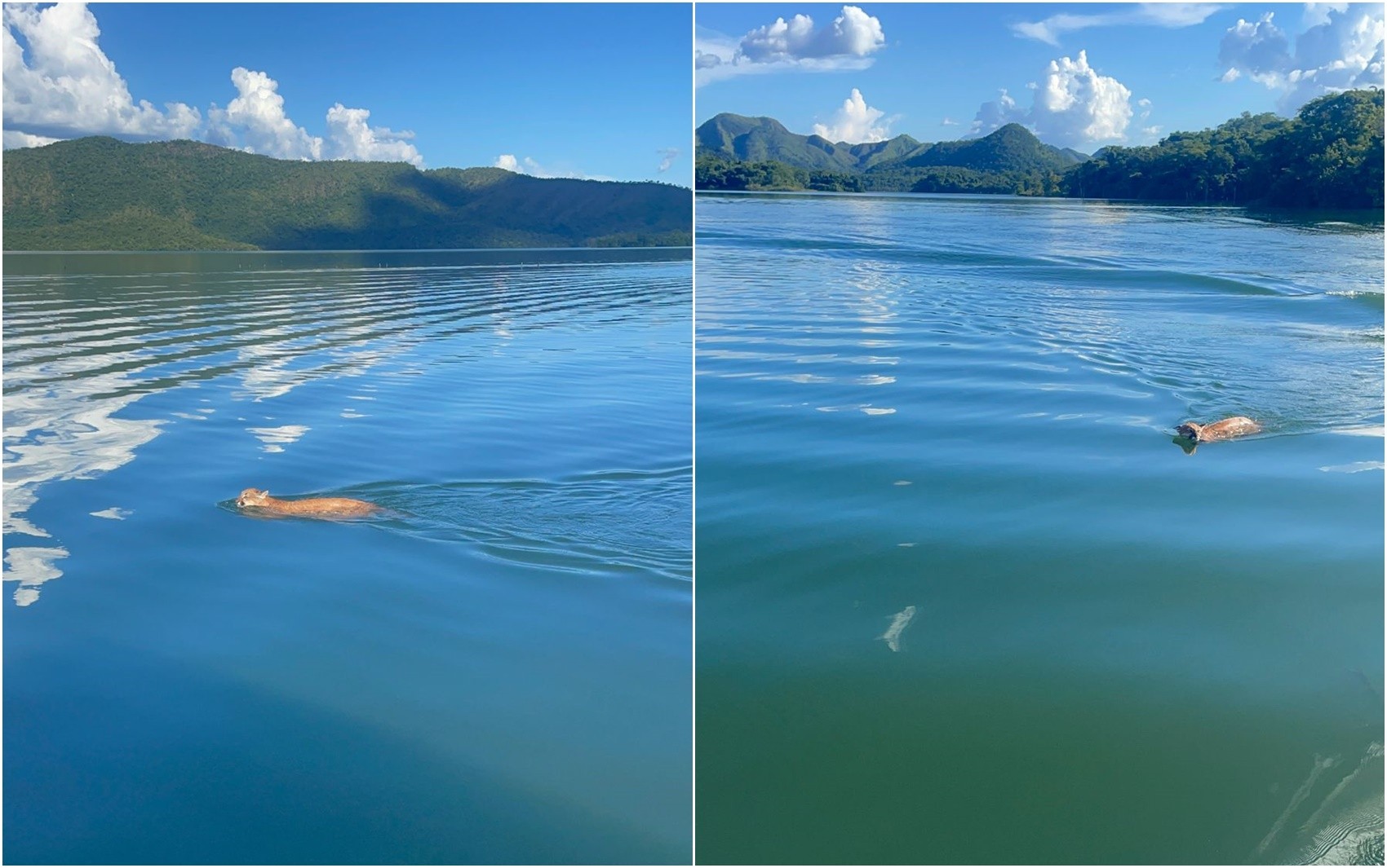 Engenheiro é surpreendido por onça nadando em lago de Goiás: 'Momento único'; vídeo