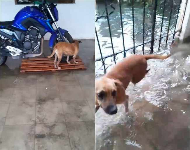 'Aqui cachorro tem que virar baleia, senão se afoga': água invade casas após forte chuva na Grande Belém