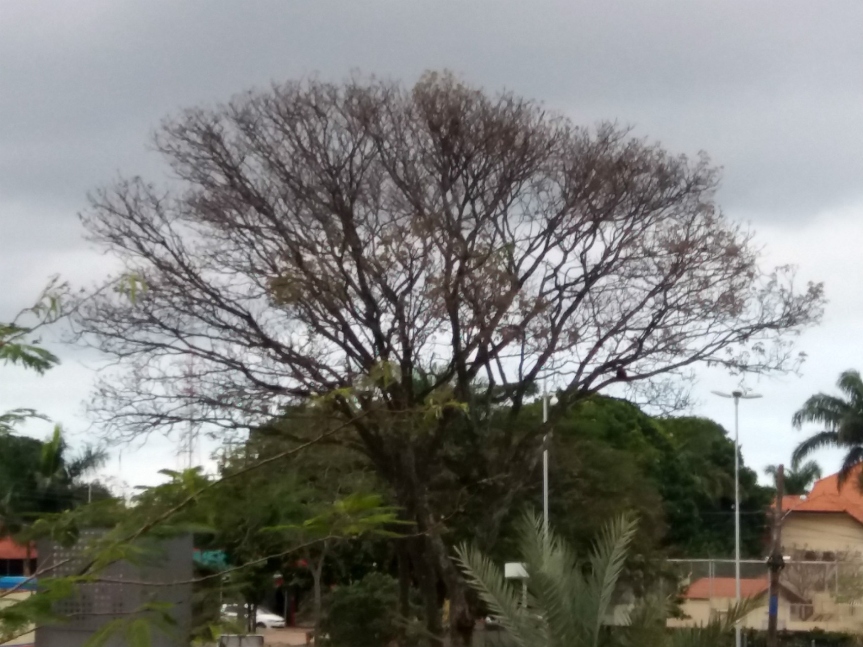 Semana começa com temperaturas amenas e chuva em MS