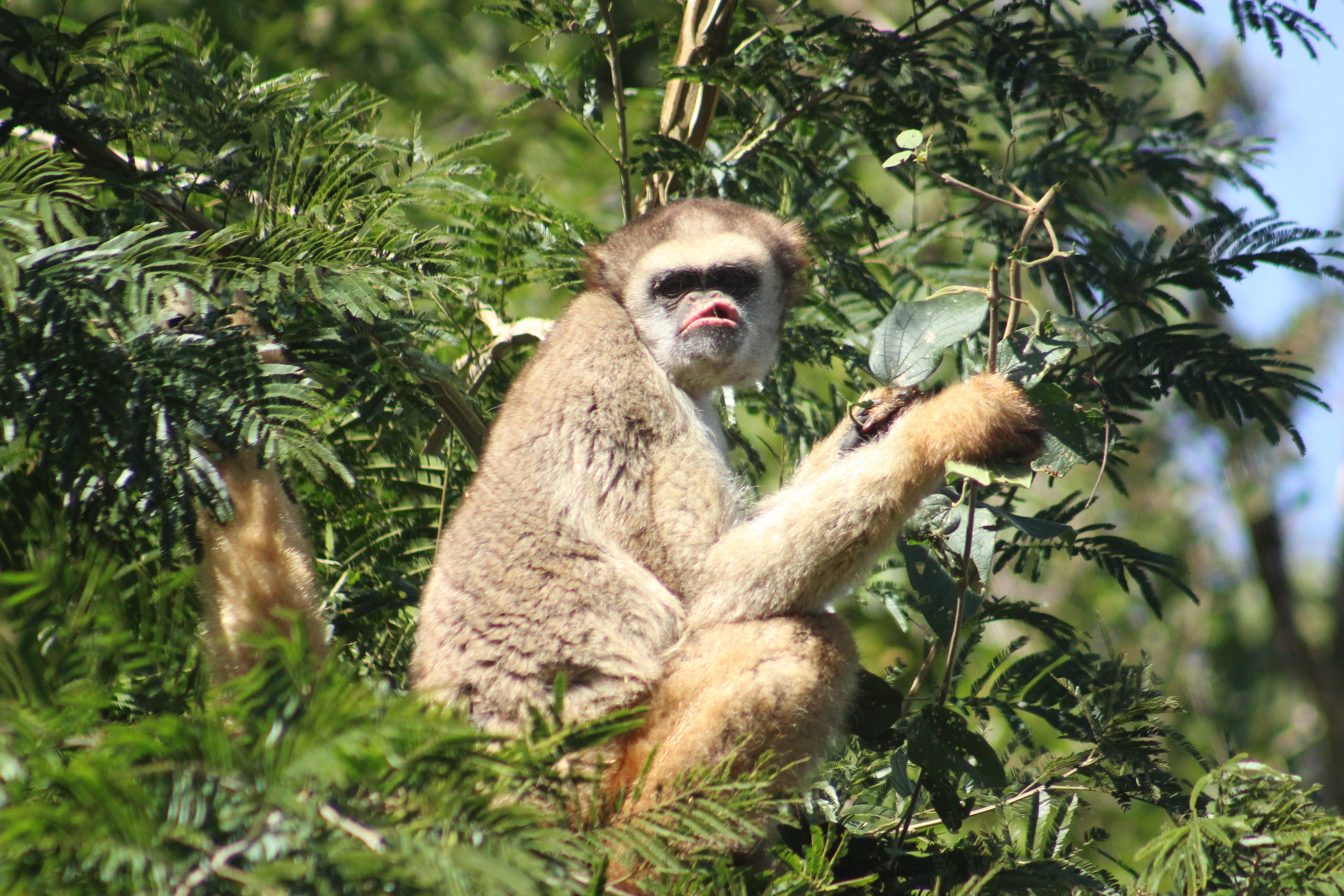 Após 7 anos de preparação, grupo do maior primata das Américas volta à natureza em MG