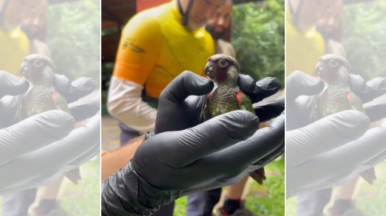 Periquito-cara-suja volta a se reproduzir na Serra da Ibiapaba após mais de 100 anos