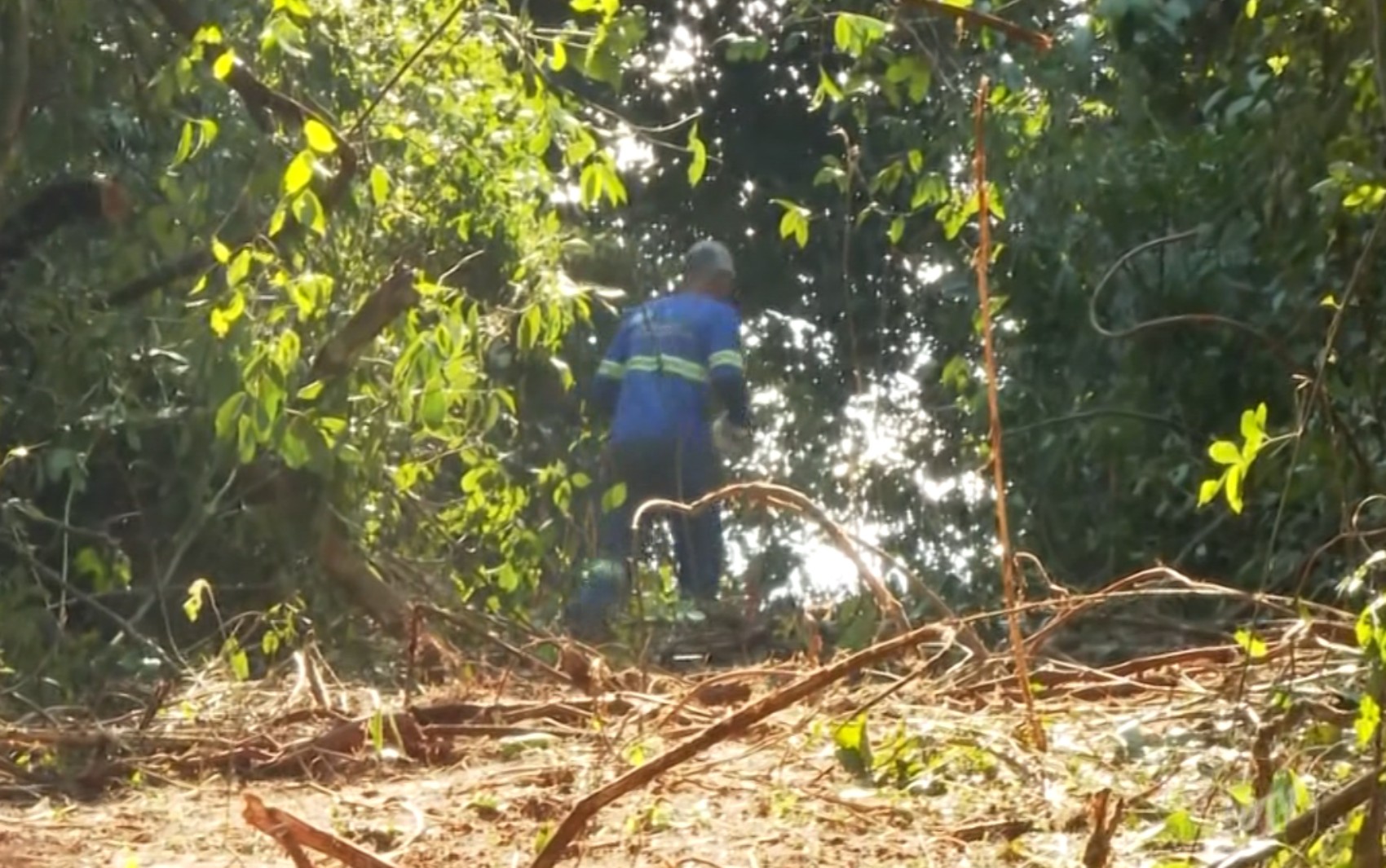 Polícia Civil investiga suposto crime ambiental em mata nativa de Varginha, MG