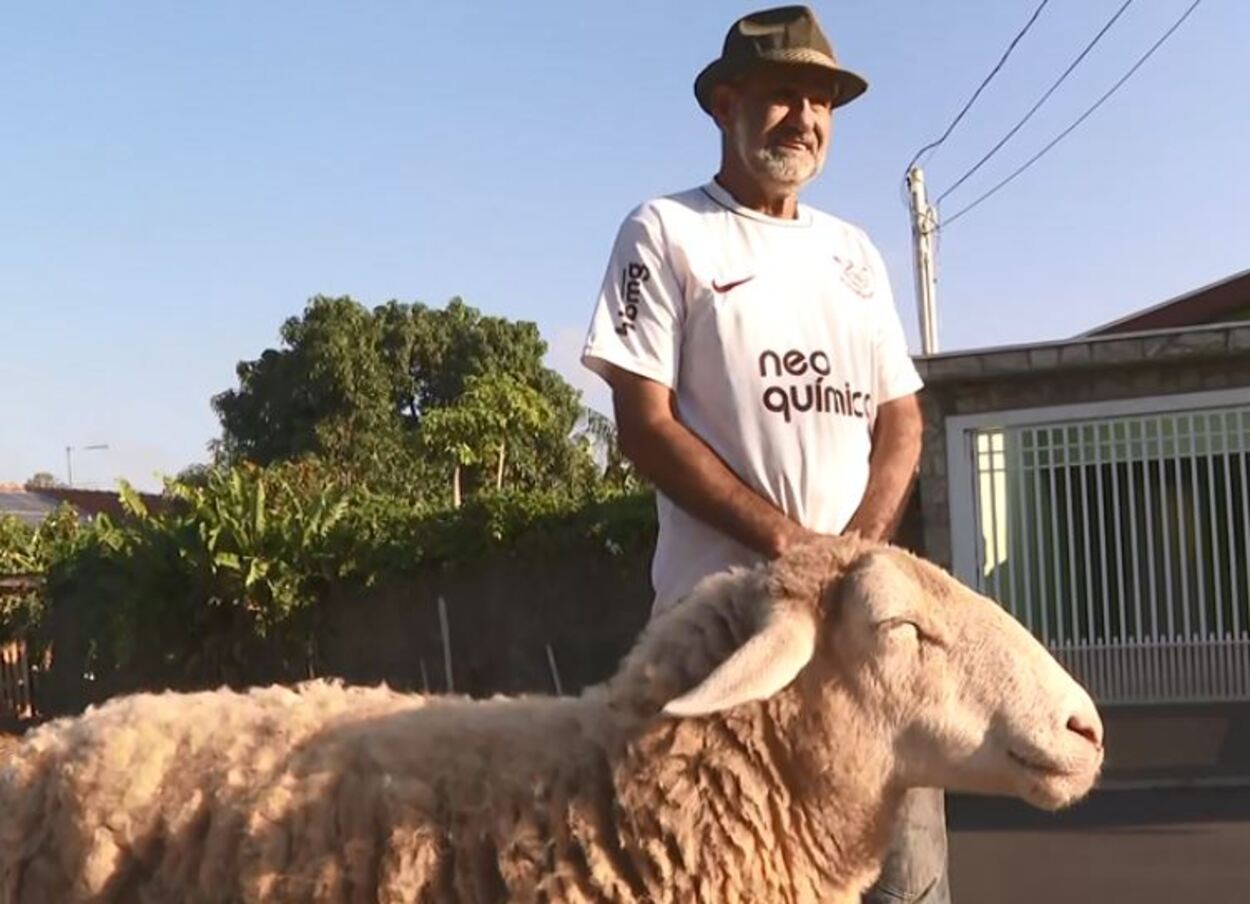 VÍDEO: ovelha rejeitada pela mãe vira xodó em cidade no interior de SP: 'obedece mais que cachorro' 