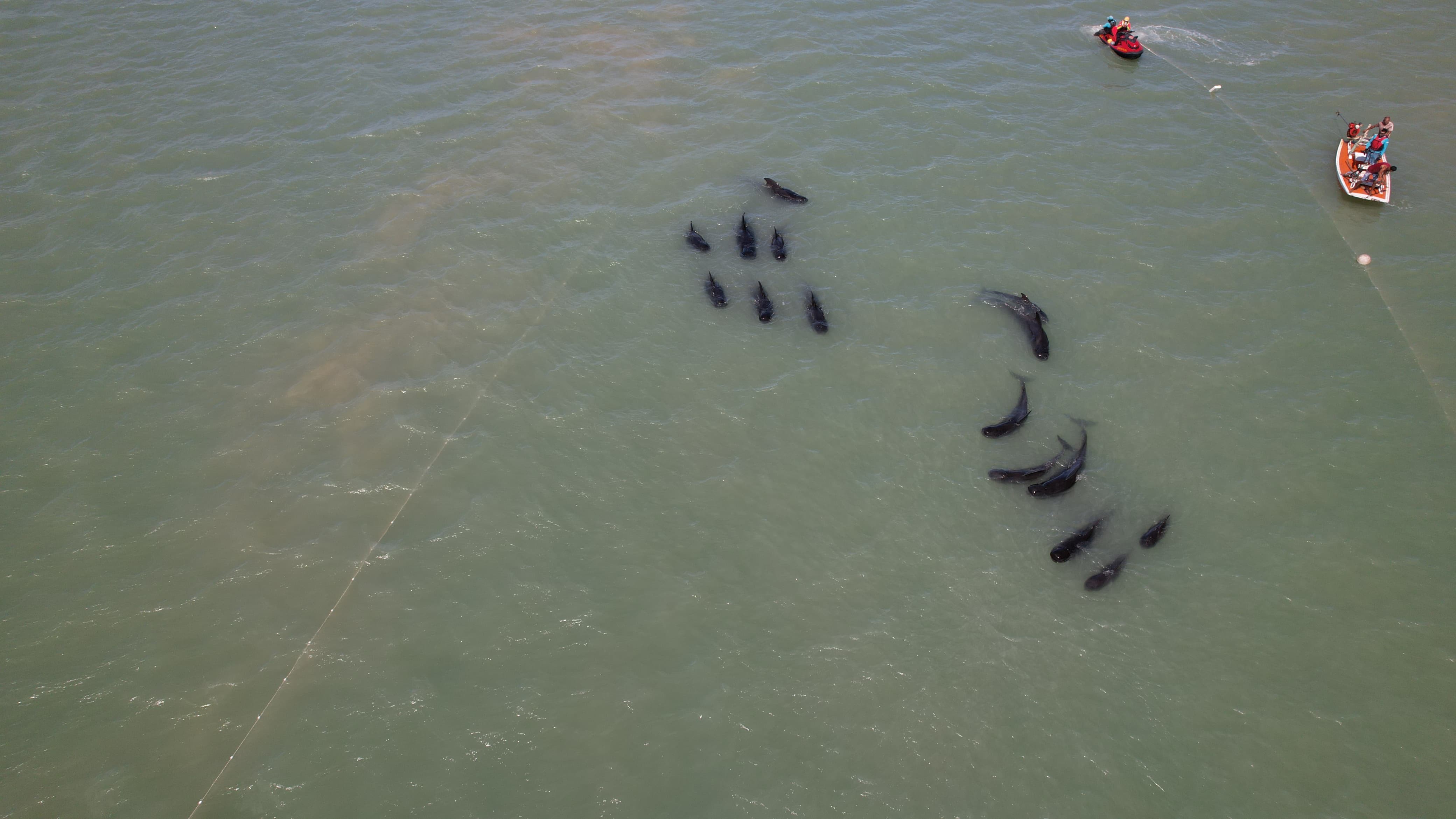 Baleias-piloto: fraqueza e infecção por parasitas dificultam desencalhe de animais no litoral do RN