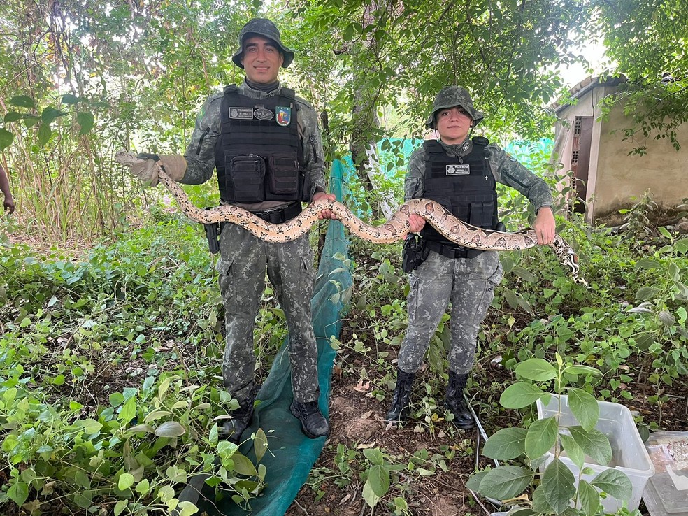 Após o resgate, o animal foi encaminhado a uma ONG, onde passará por uma triagem antes de ser devolvido à natureza. — Foto: Polícia Militar/ Divulgação