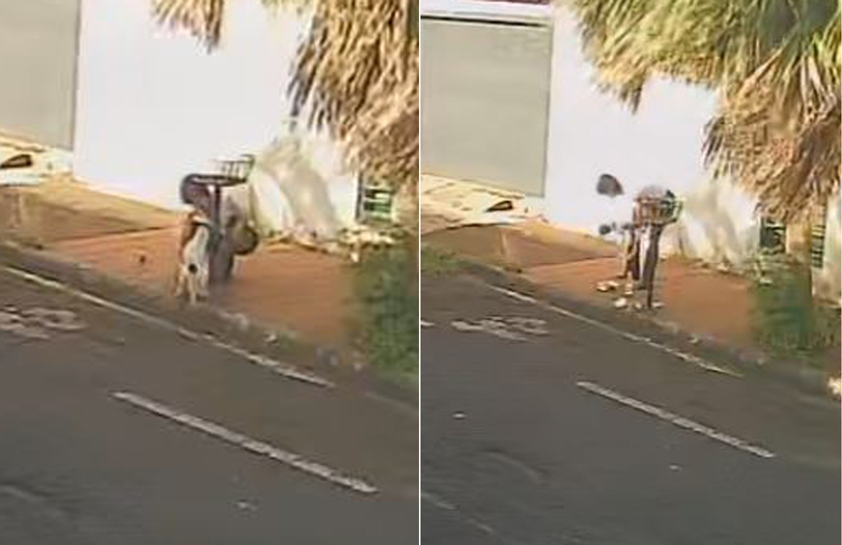 Cachorra que fugiu de casa e foi levada por mulher é devolvida a família, em Barretos, SP