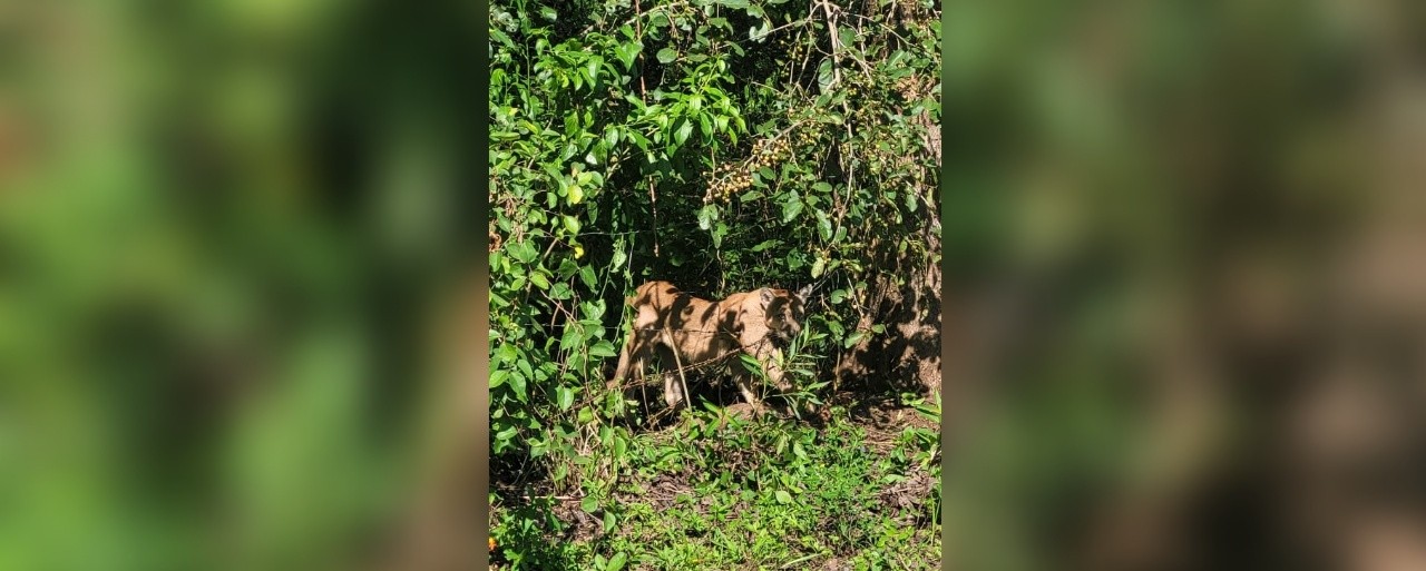 Onça-parda fica presa em armadilha e morre estrangulada no interior de SP