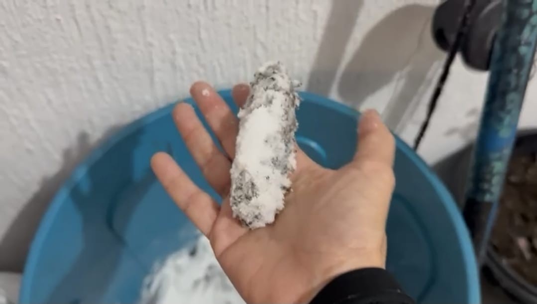 VÍDEO: Operação contra a pesca ilegal e venda de animais marinhos prende dois homens em Angra dos Reis