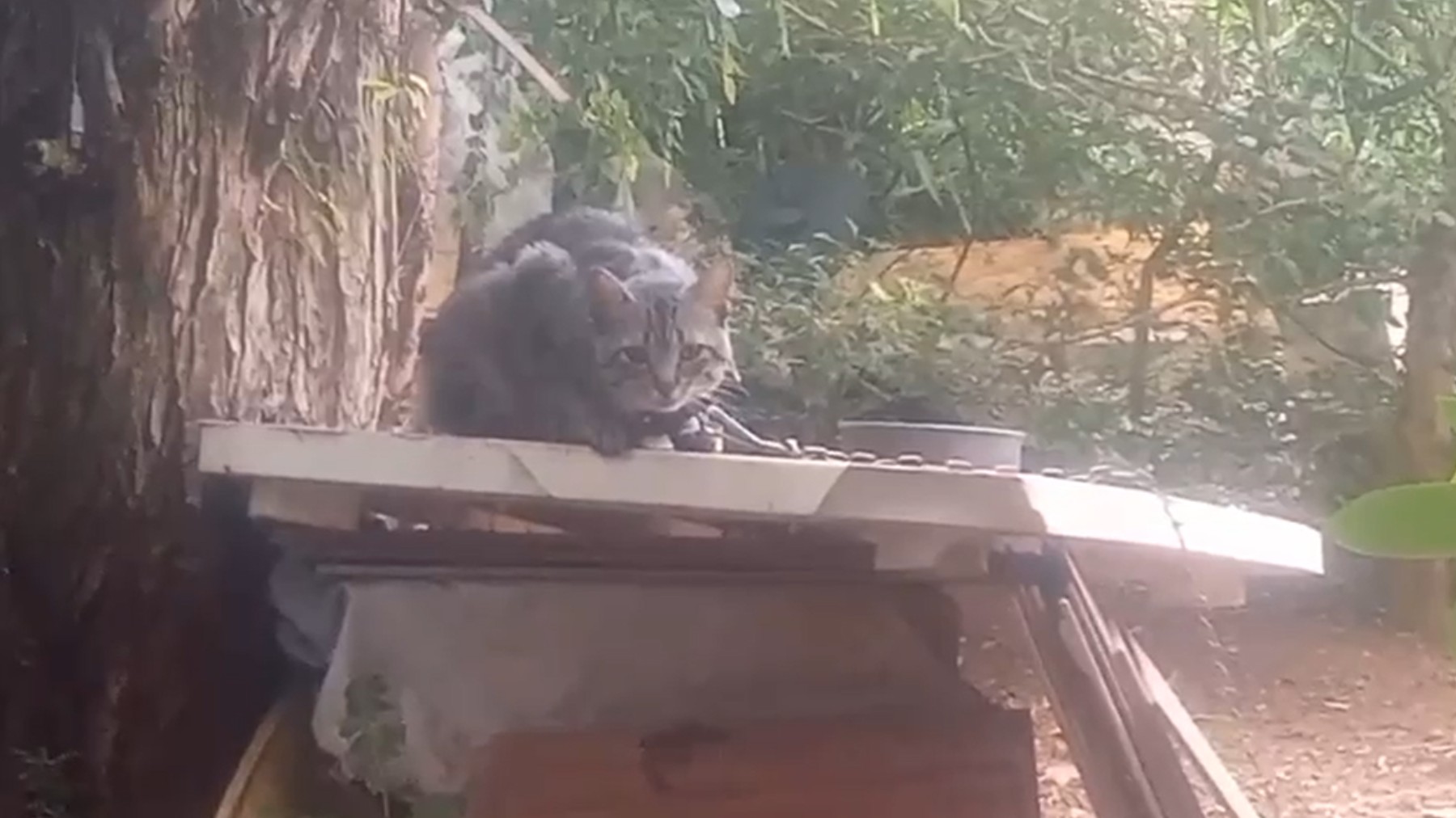 Gatos são encontrados acorrentados e feridos, e homem é preso por maus-tratos no Paraná