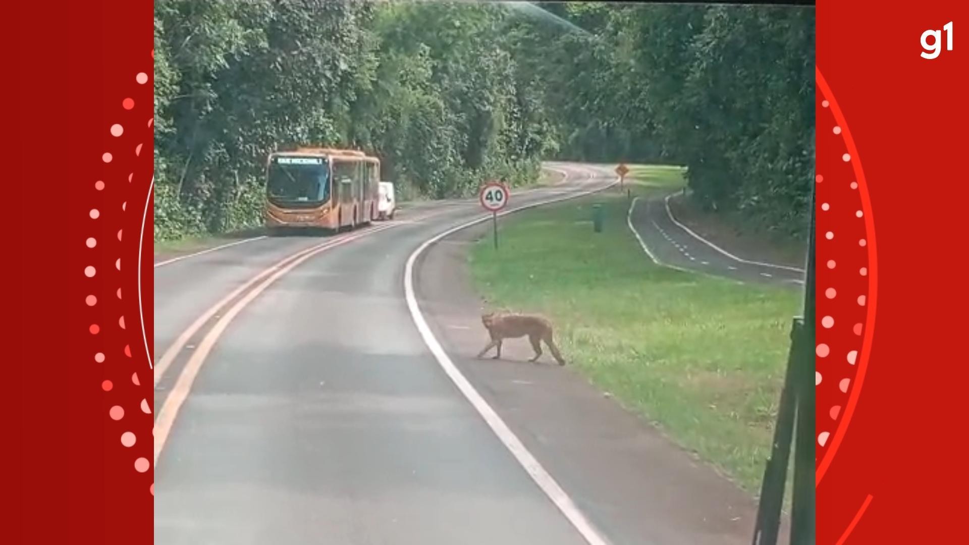 Onça-parda e filhotes são vistos passeando durante o dia em rodovia no parque das Cataratas do Iguaçu