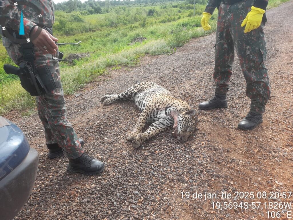 Por mês, cerca de 200 animais silvestres morrem na BR-262 vítimas de colisões veiculares