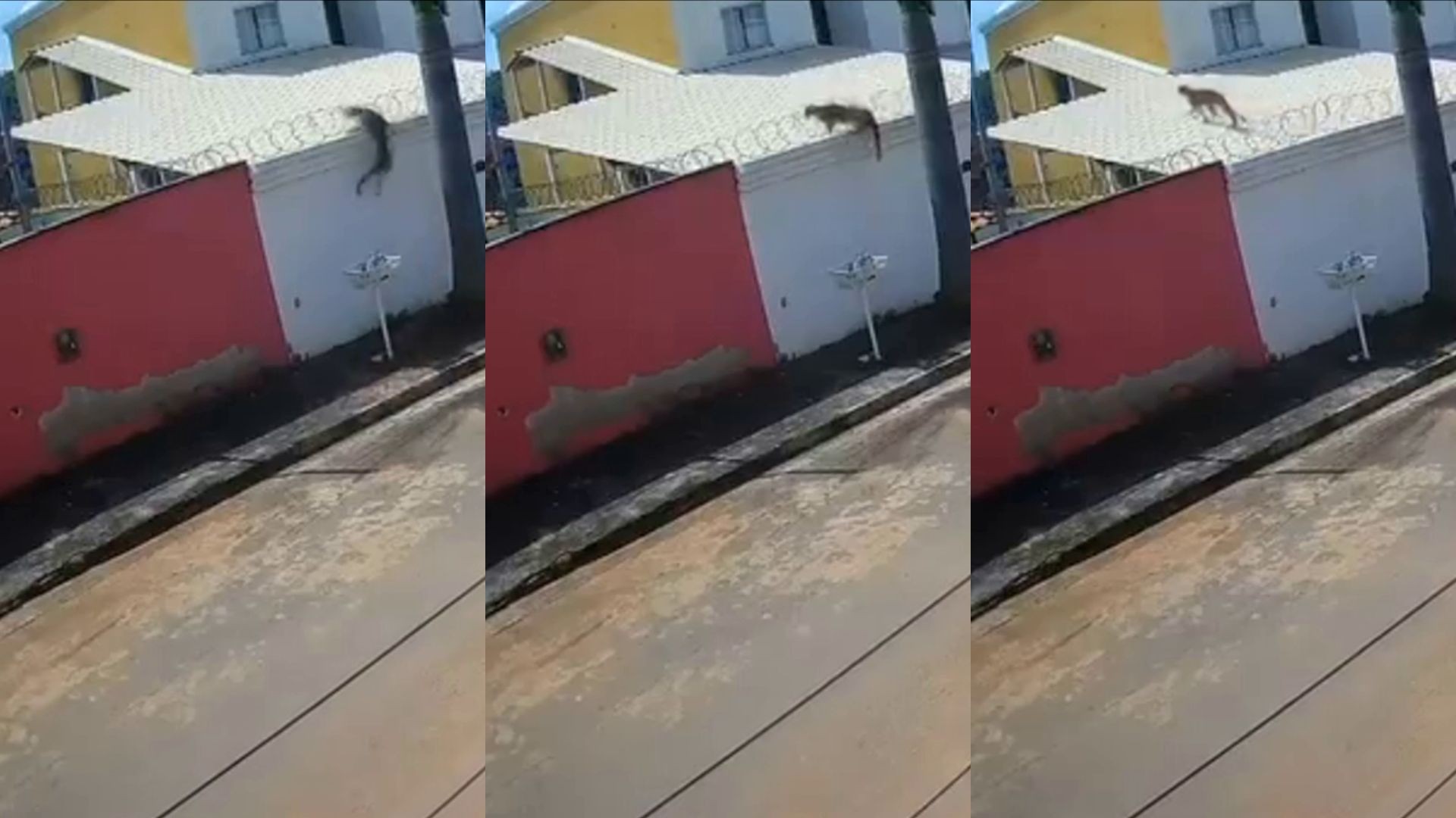 Onça sobre telhados: felino é visto pela 3ª vez em menos de uma semana em Esmeraldas, na Grande BH; VÍDEO