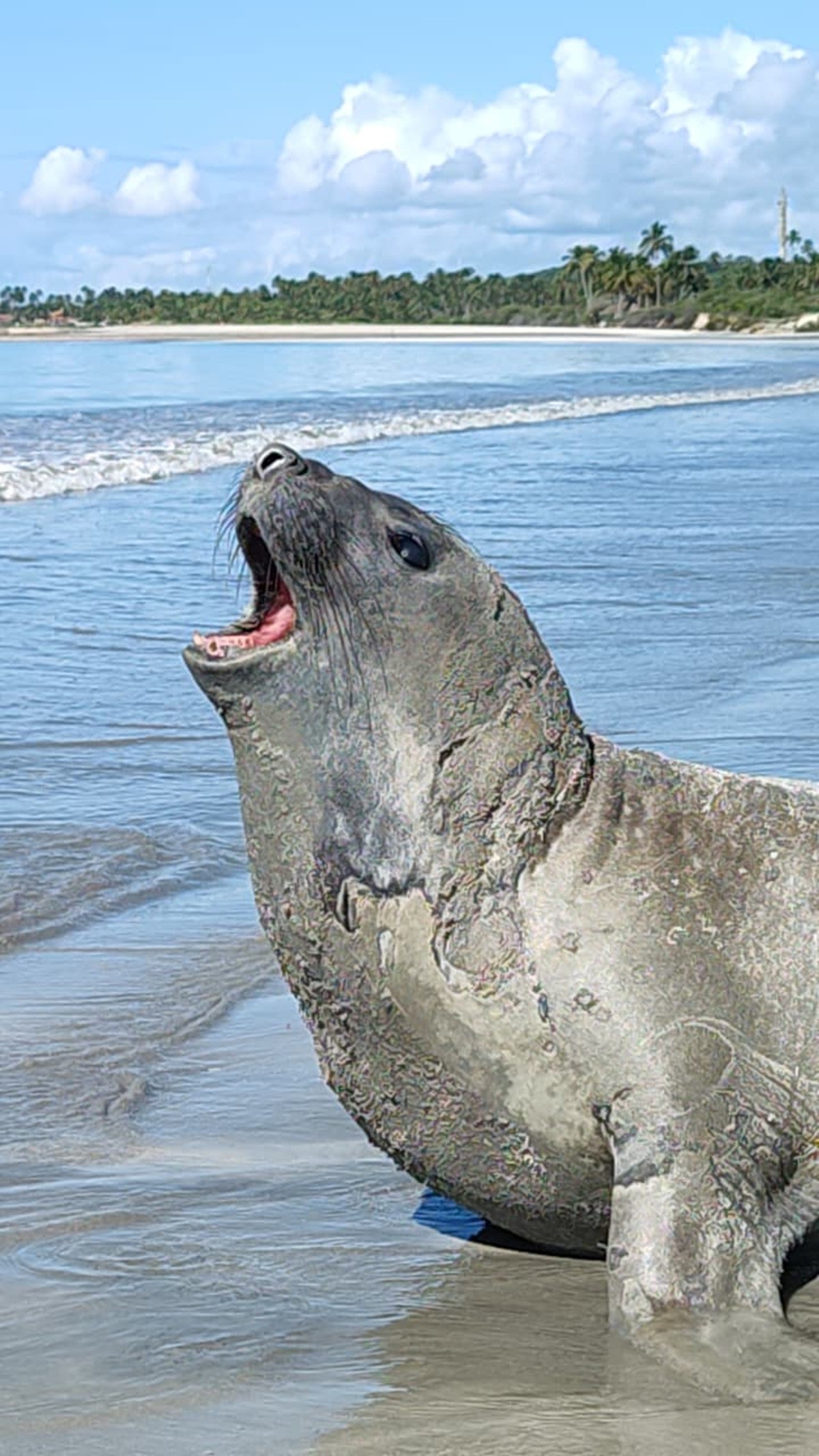 VÍDEO: Elefante-marinho aparece em Maceió e mobiliza monitoramento; veja orientações