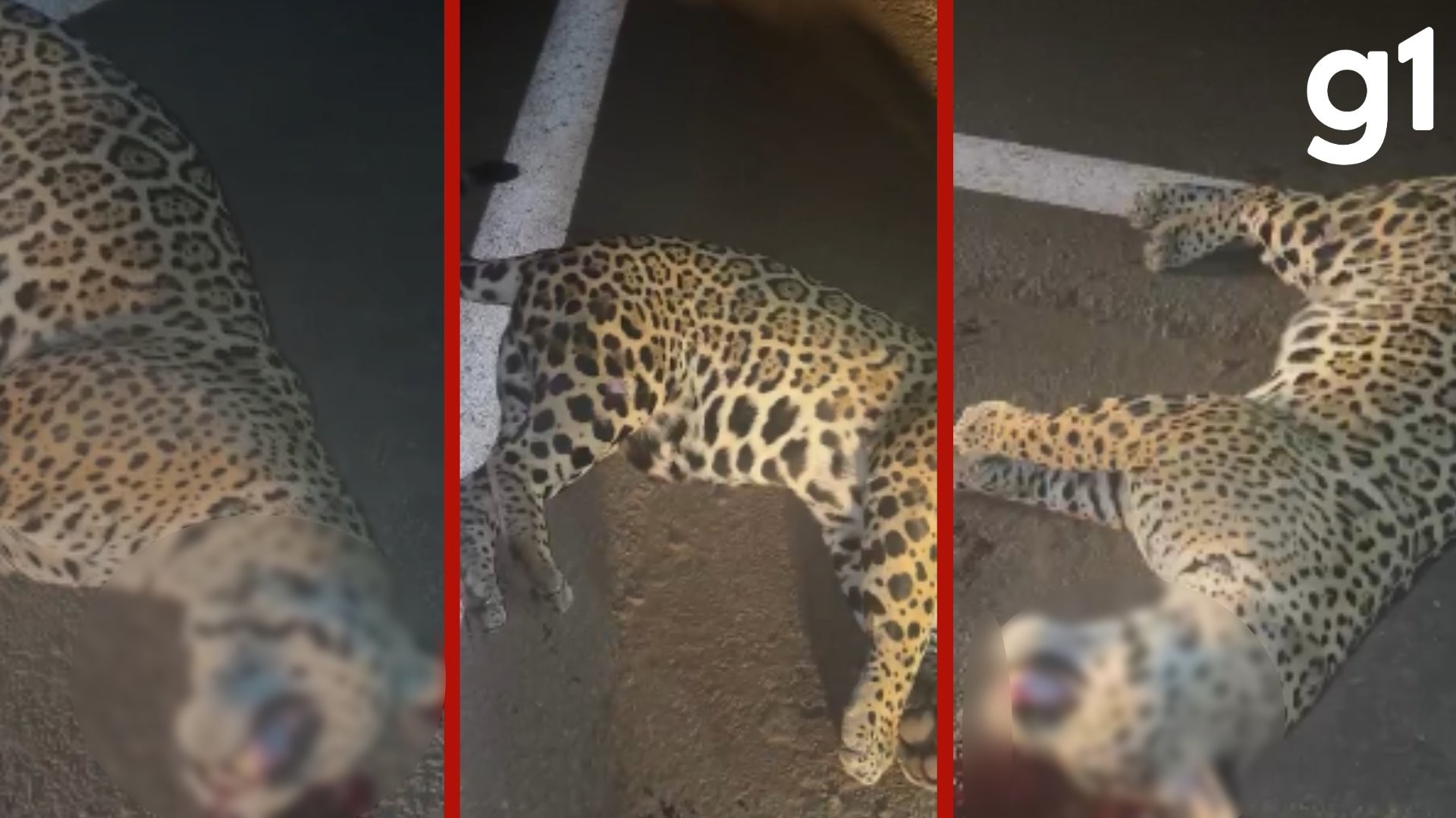 Vídeo: filhote de onça-pintada morre após ser atropelado por caminhonete durante travessia na MT-358