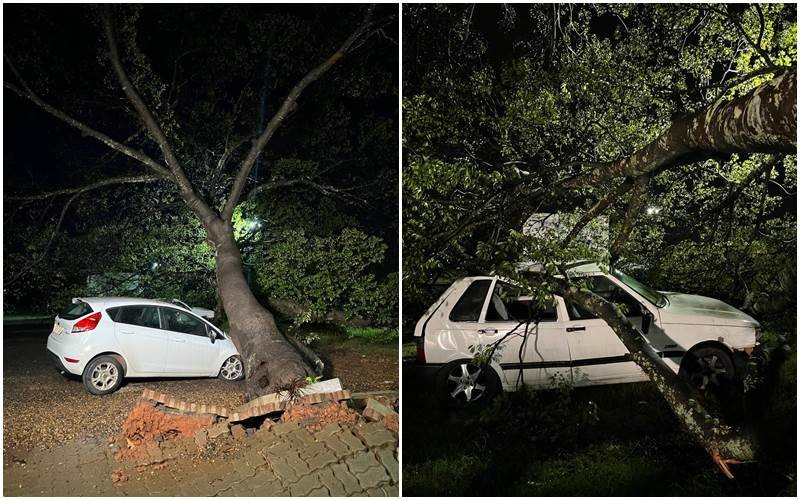 Árvore de grande porte cai sobre dois carros em Rio Preto