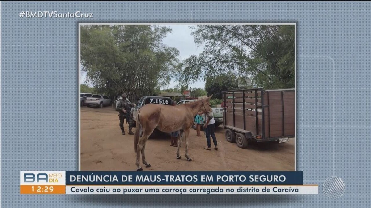 Prefeitura de Porto Seguro - Cavalo vítima de maus-tratos é